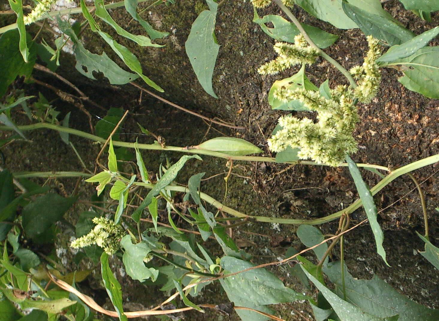 Passiflora capsularis L. resmi