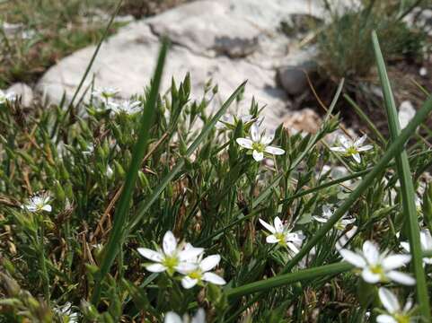 Image of Minuartia adenotricha Siskin