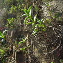 Delosperma verecundum L. Bol. resmi