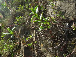 Image of Delosperma verecundum L. Bol.