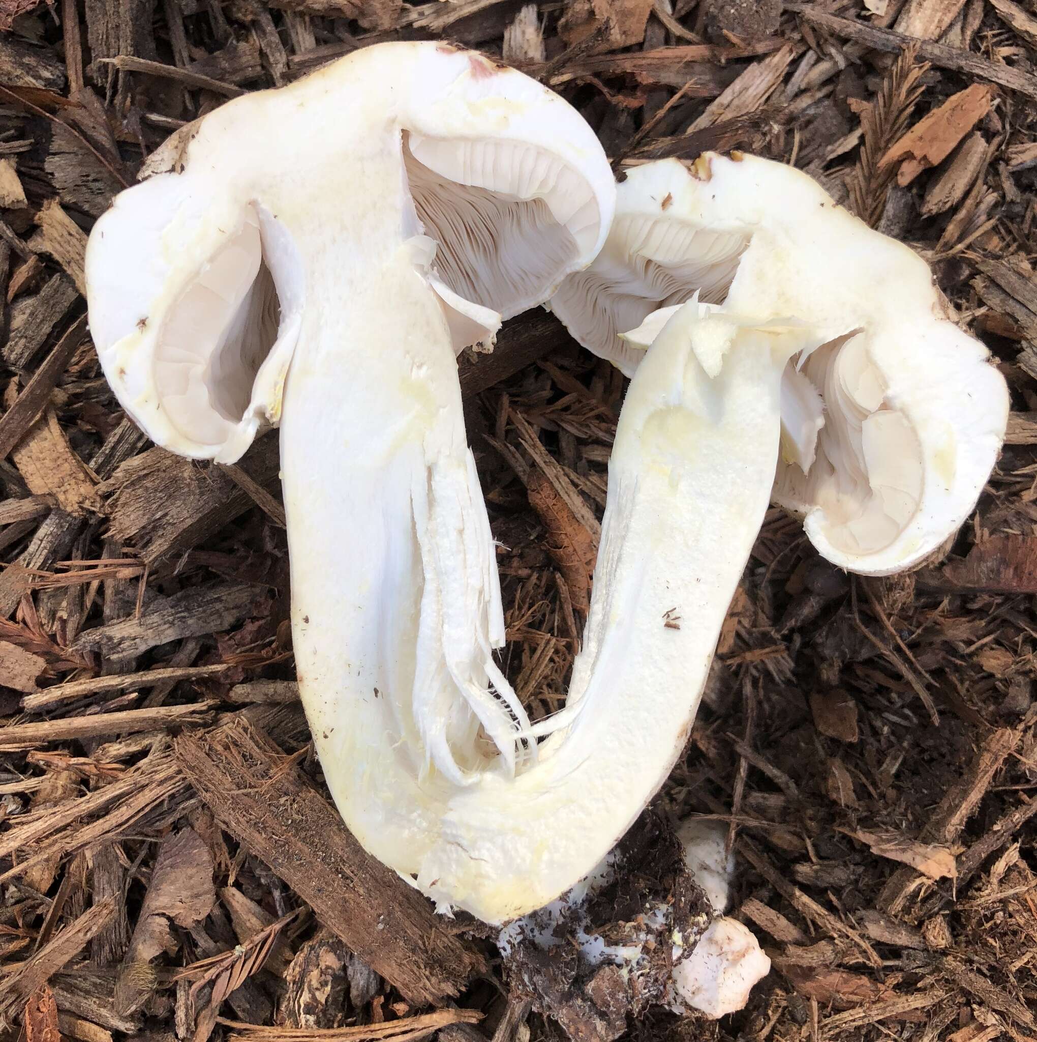 Plancia ëd Agaricus subrutilescens (Kauffman) Hotson & D. E. Stuntz 1938