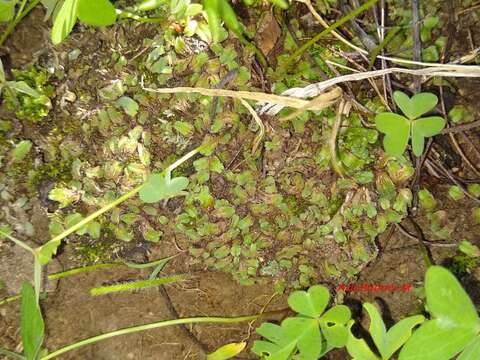 صورة Oxymitra incrassata (Brot.) Sérgio & Sim-Sim