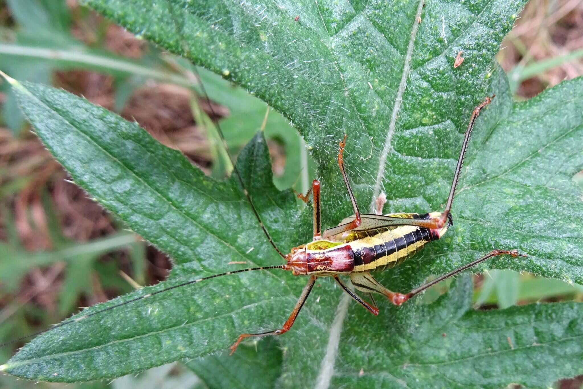 Image of Poecilimon (Poecilimon) laevissimus (Fischer 1853)