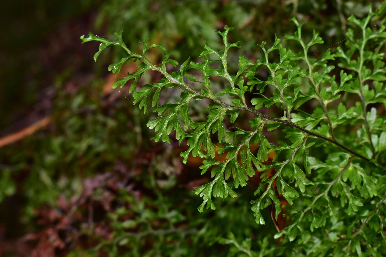 Image de Hymenophyllum deplanchei Mett. ex Kuhn