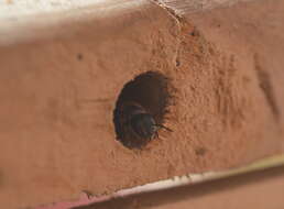 Image of Mason bee