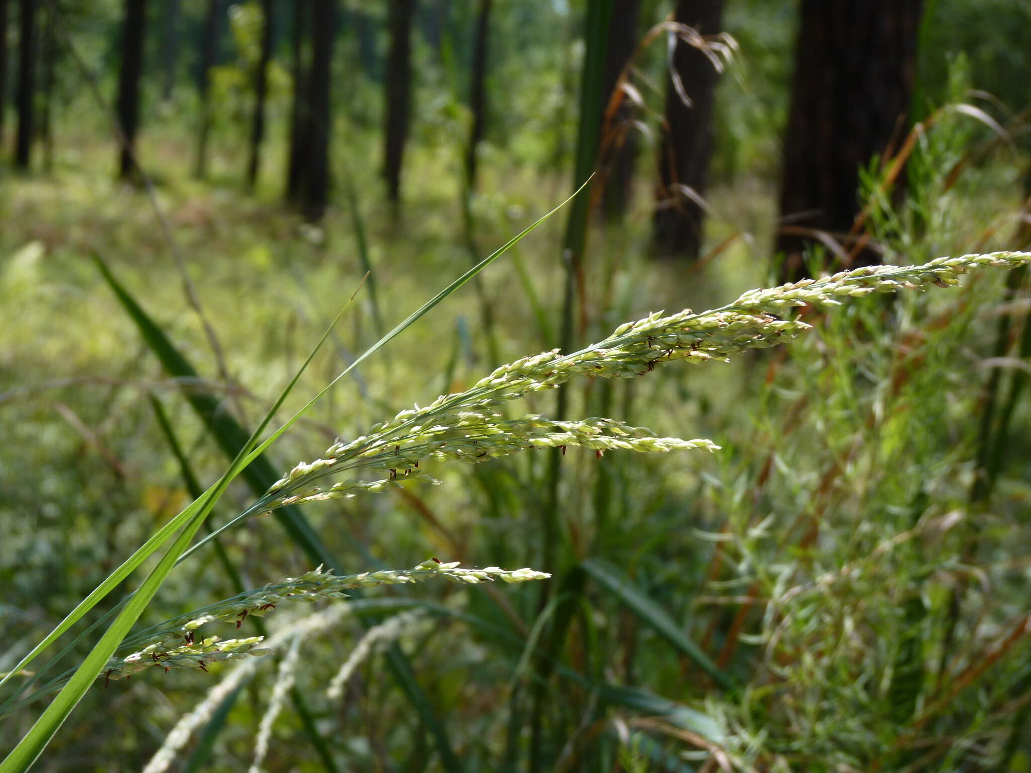 صورة Panicum amarum Elliott