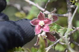 Image of Funastrum elegans (Decne.) Schltr.