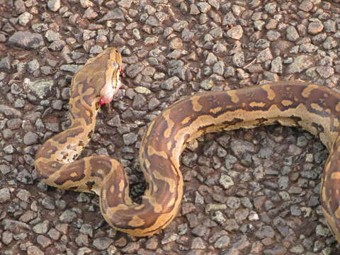 Image of Southern African Python