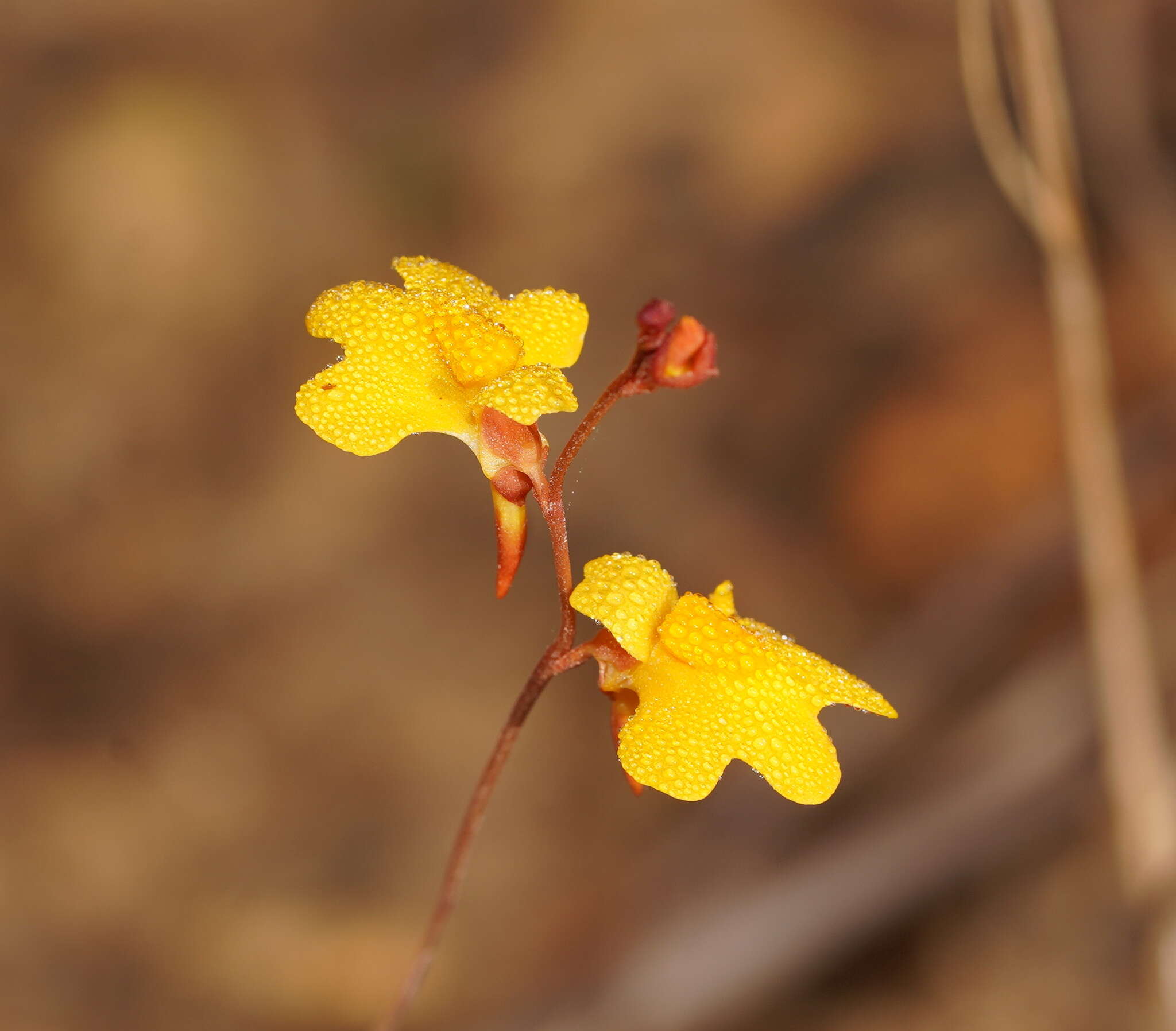 Image of Utricularia chrysantha R. Br.