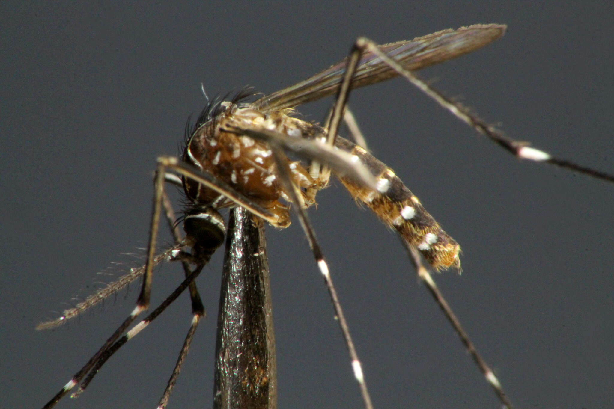 Image of Aedes notoscriptus (Skues 1889)