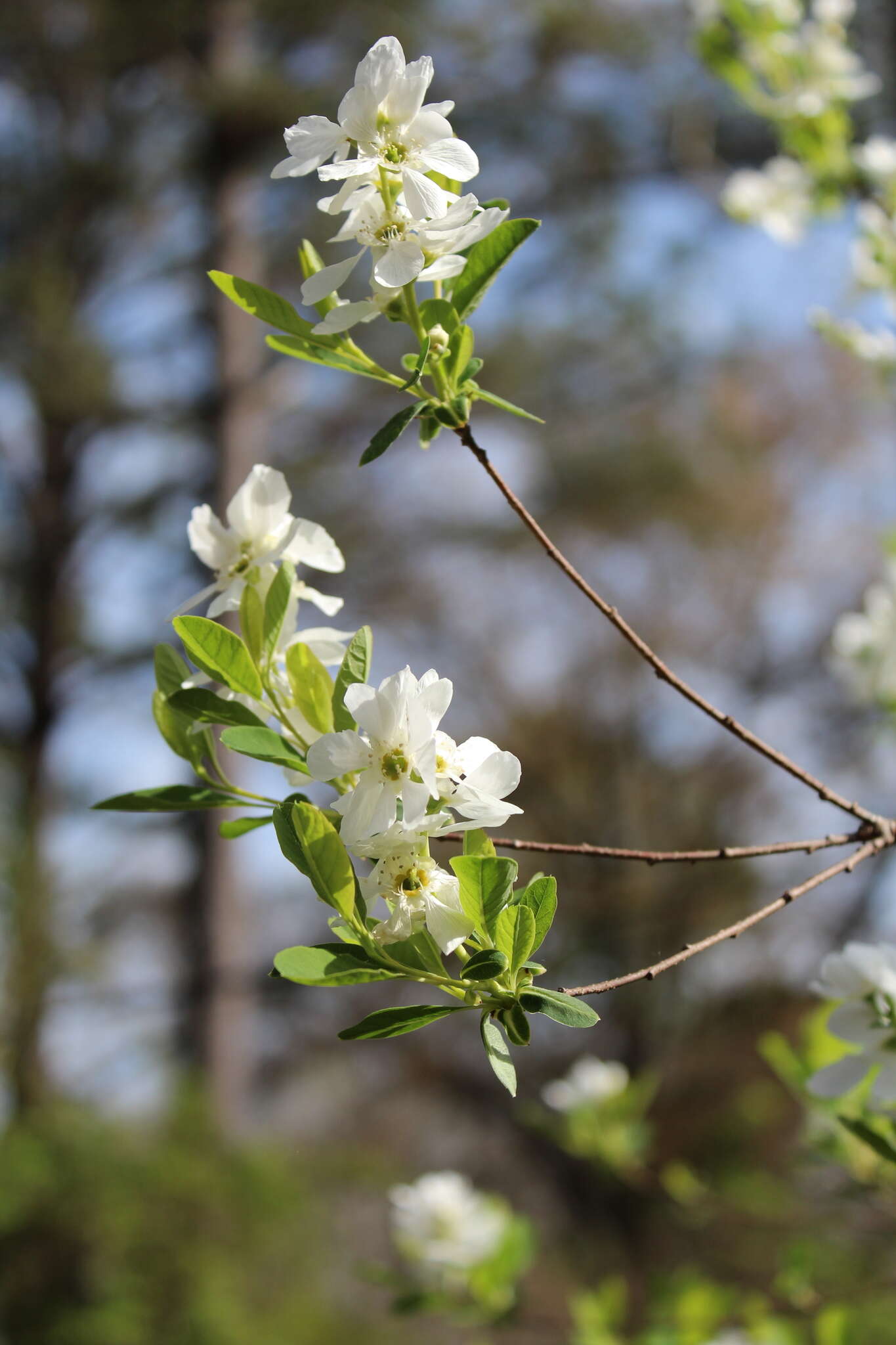 Plancia ëd Exochorda racemosa (Lindl.) Rehd.