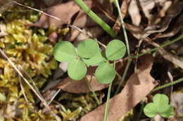 Imagem de Glycine latrobeana (Meissner) Benth.