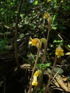 Image of Galium broomrape