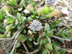 Spilanthes leiocarpa DC.的圖片