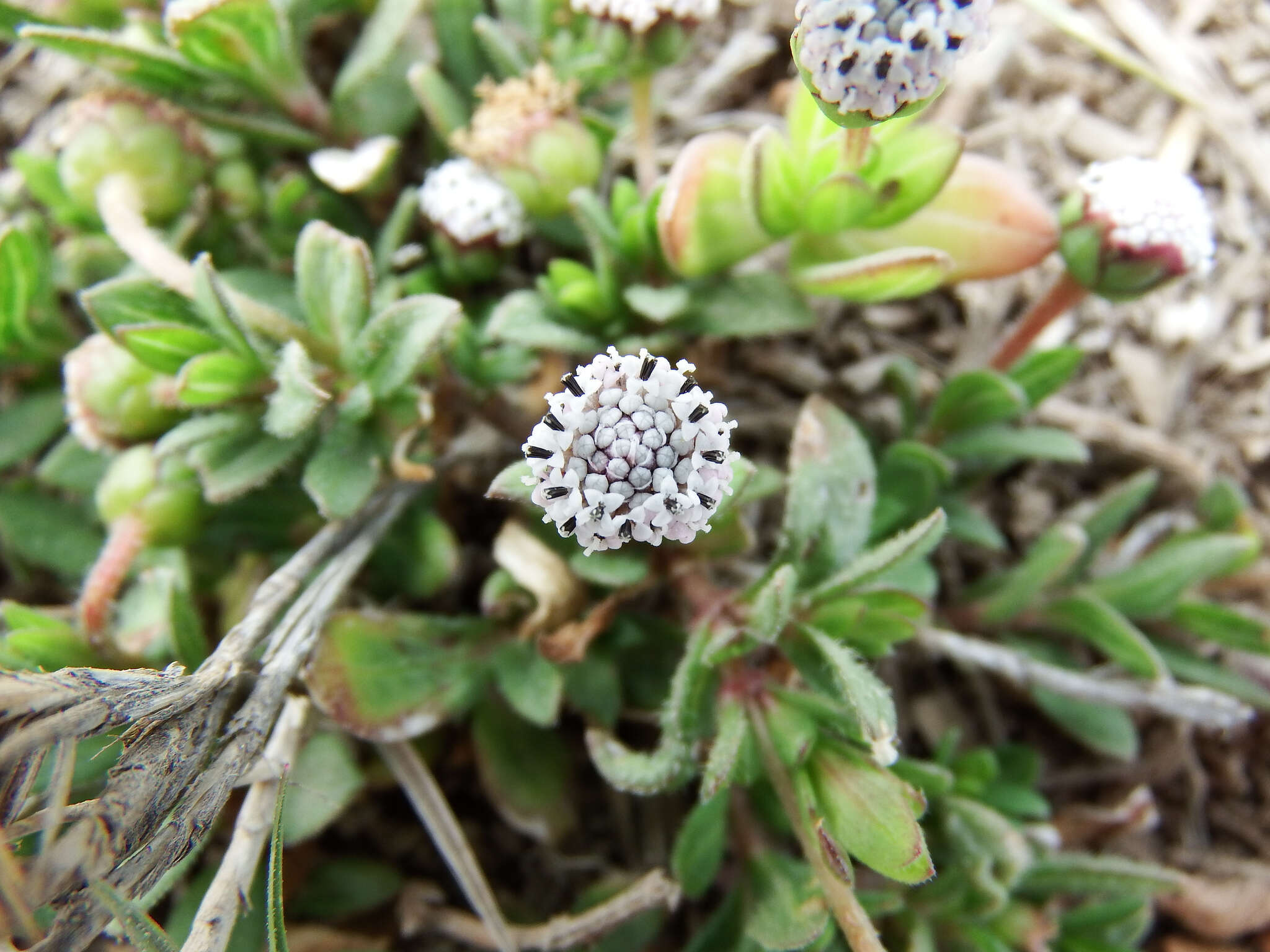 Image of Spilanthes leiocarpa DC.