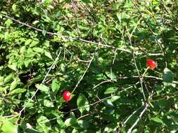 Imagem de Prunus fruticosa Pall.