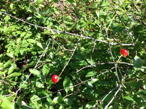 Imagem de Prunus fruticosa Pall.