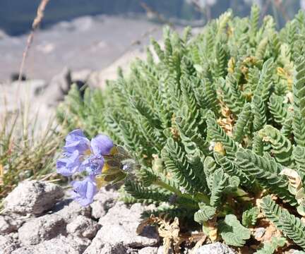 Image de Polemonium elegans Greene