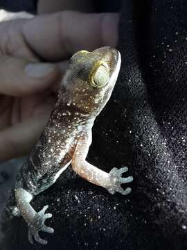 Image of Austen Thick-toed Gecko