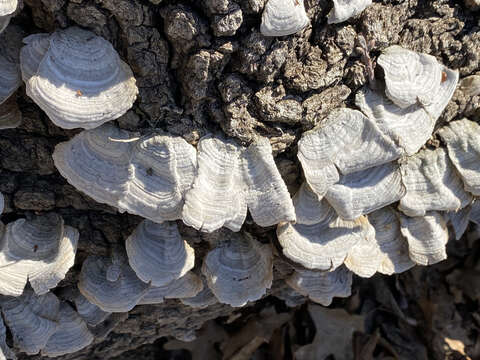 Image of False turkeytail