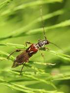 Image of Spruce Shortwing Beetle