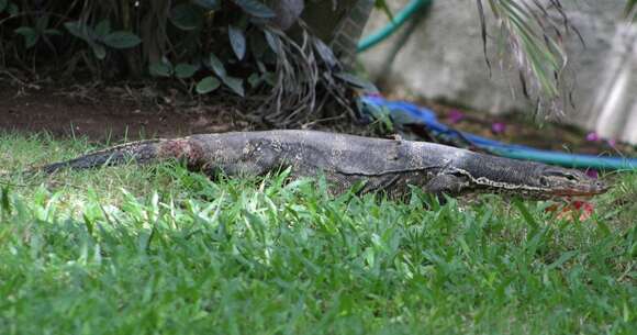 Image of Varanus salvator bivittatus (Kuhl 1820)