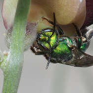 صورة Pseudaugochlora graminea (Fabricius 1804)