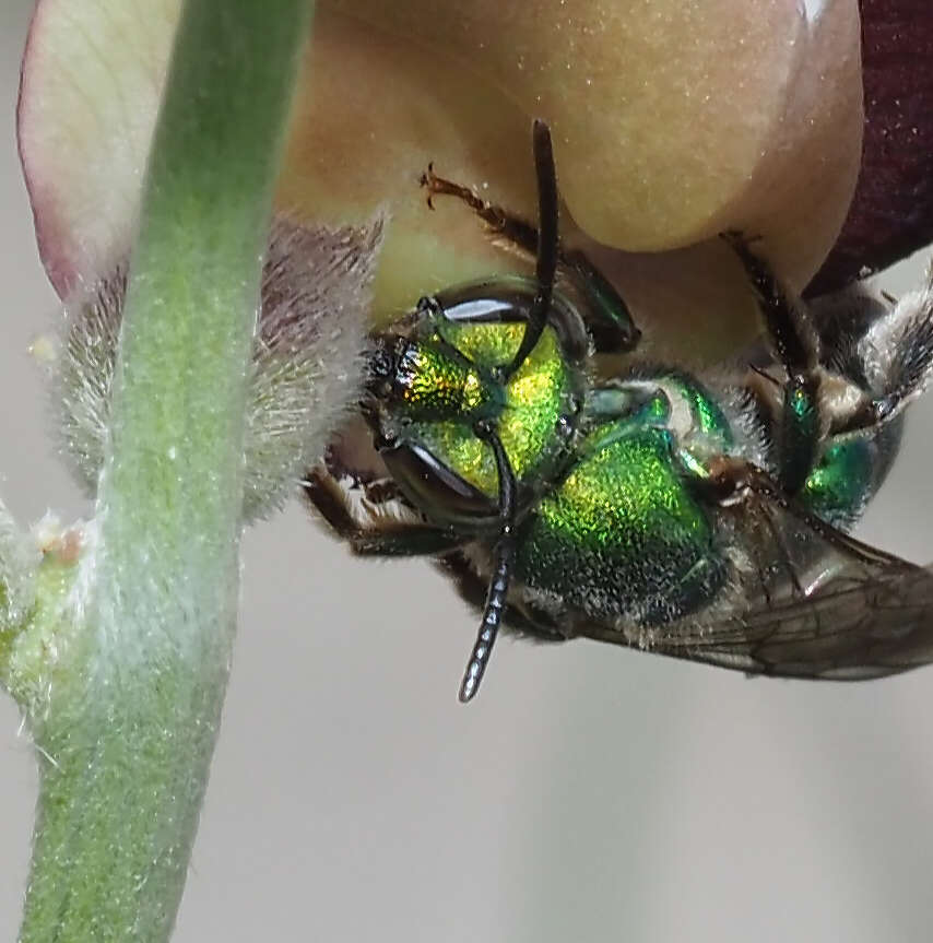 Image of Pseudaugochlora graminea (Fabricius 1804)