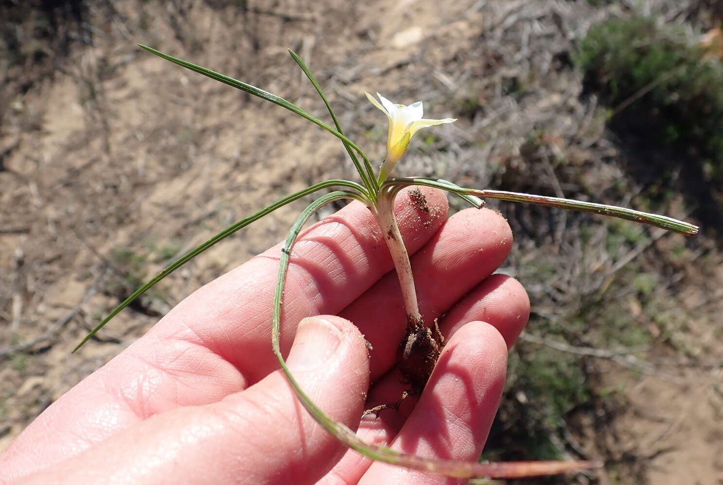 Image of Romulea flava var. viridiflora (Bég.) M. P. de Vos