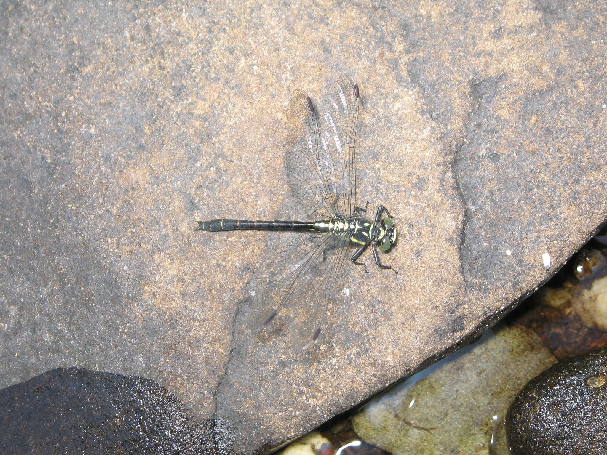 Image of Pygmy Clubtails