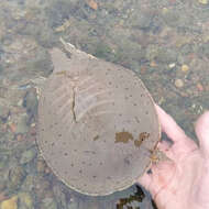 Image of Smooth Softshell Turtle