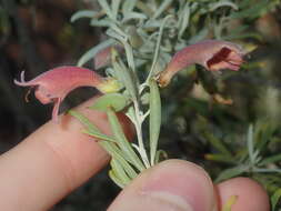 Image de Eremophila youngii F. Muell.