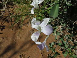 Image of Barleria lancifolia T. Anders.