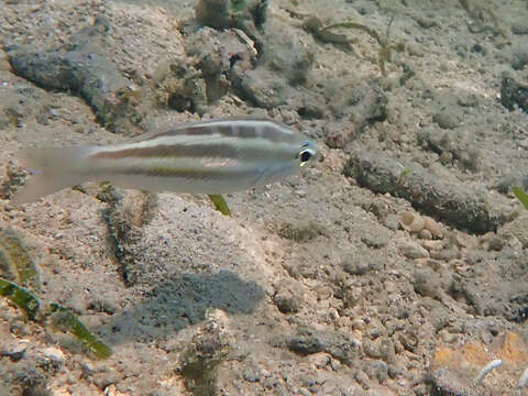 Image of Three-striped whiptail