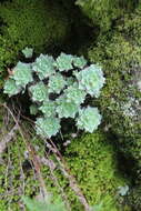 Image of Echeveria uhlii J. Meyrán