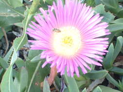 Imagem de Carpobrotus aequilaterus (Haw.) N. E. Br.