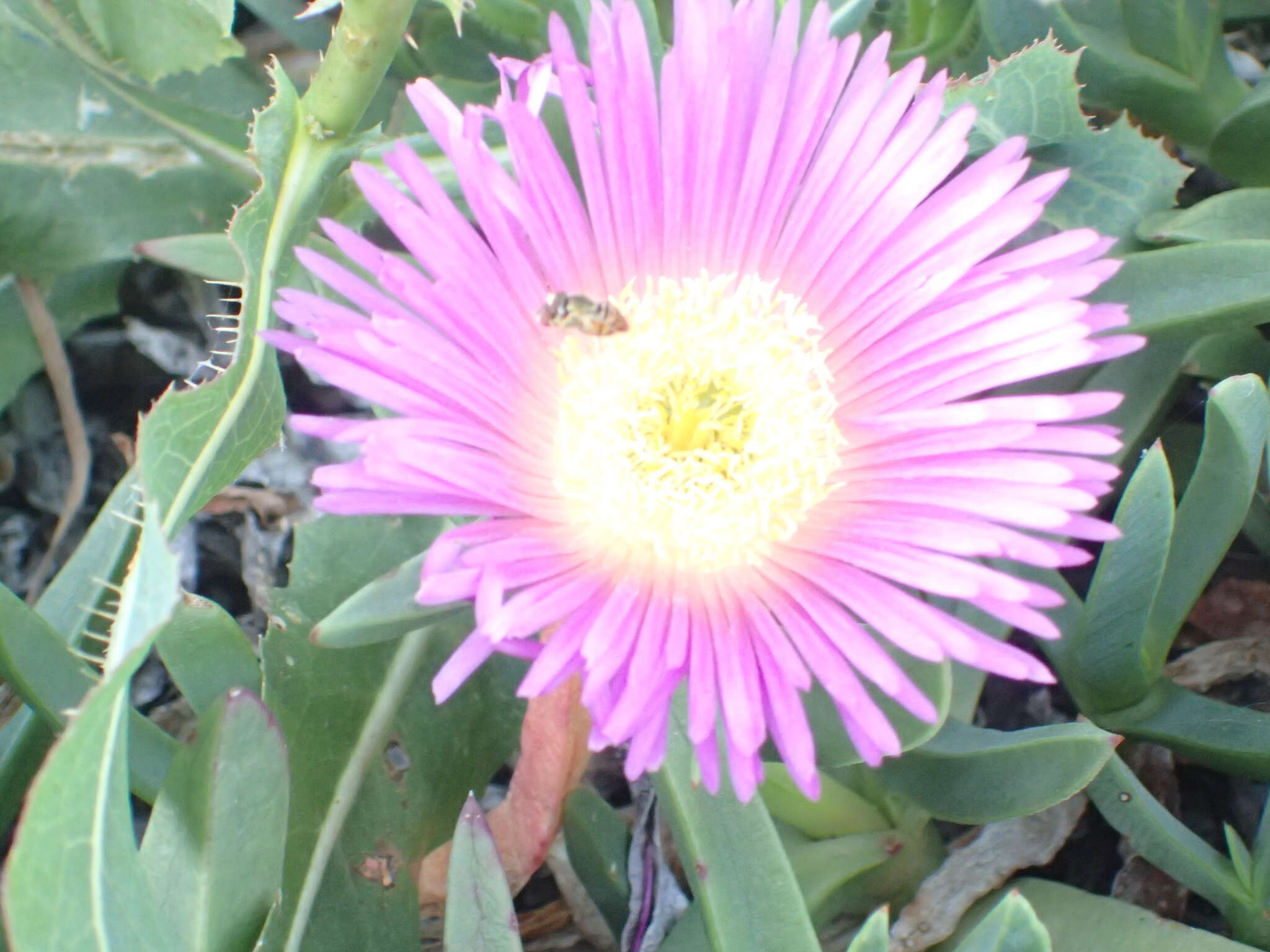 Imagem de Carpobrotus aequilaterus (Haw.) N. E. Br.