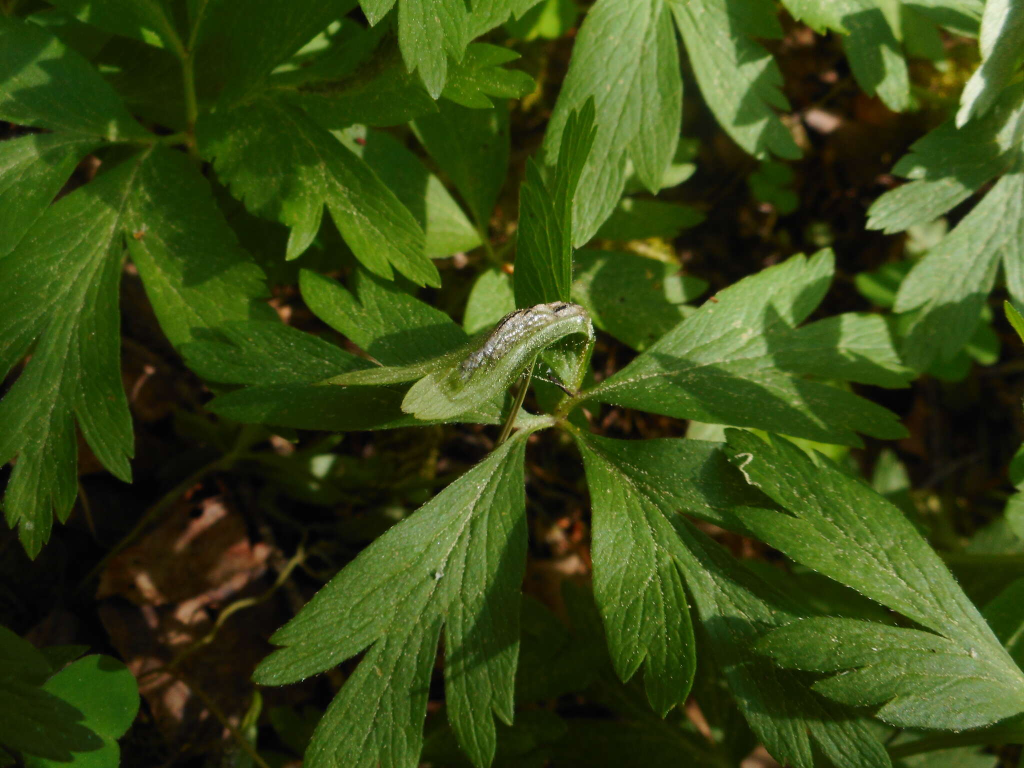 Plancia ëd Urocystis anemones (Pers.) G. Winter 1880