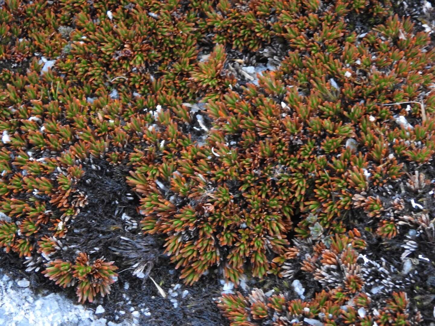 Image de Dracophyllum politum (Cheesem.) Cockayne