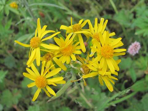 Image of Tephroseris cladobotrys (Ledeb.) Griseb. & Schenk