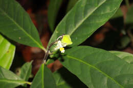 Image de Caamembeca salicifolia (Poir.) J. F. B. Pastore