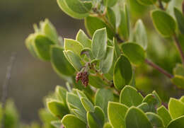 Слика од Arctostaphylos hookeri subsp. montana (Eastw.) P. V. Wells