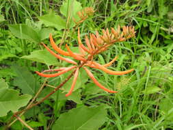 Plancia ëd Erythrina leptorhiza DC.