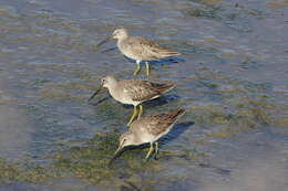 Image of Dowitcher