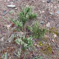 صورة Thymus zygis subsp. zygis