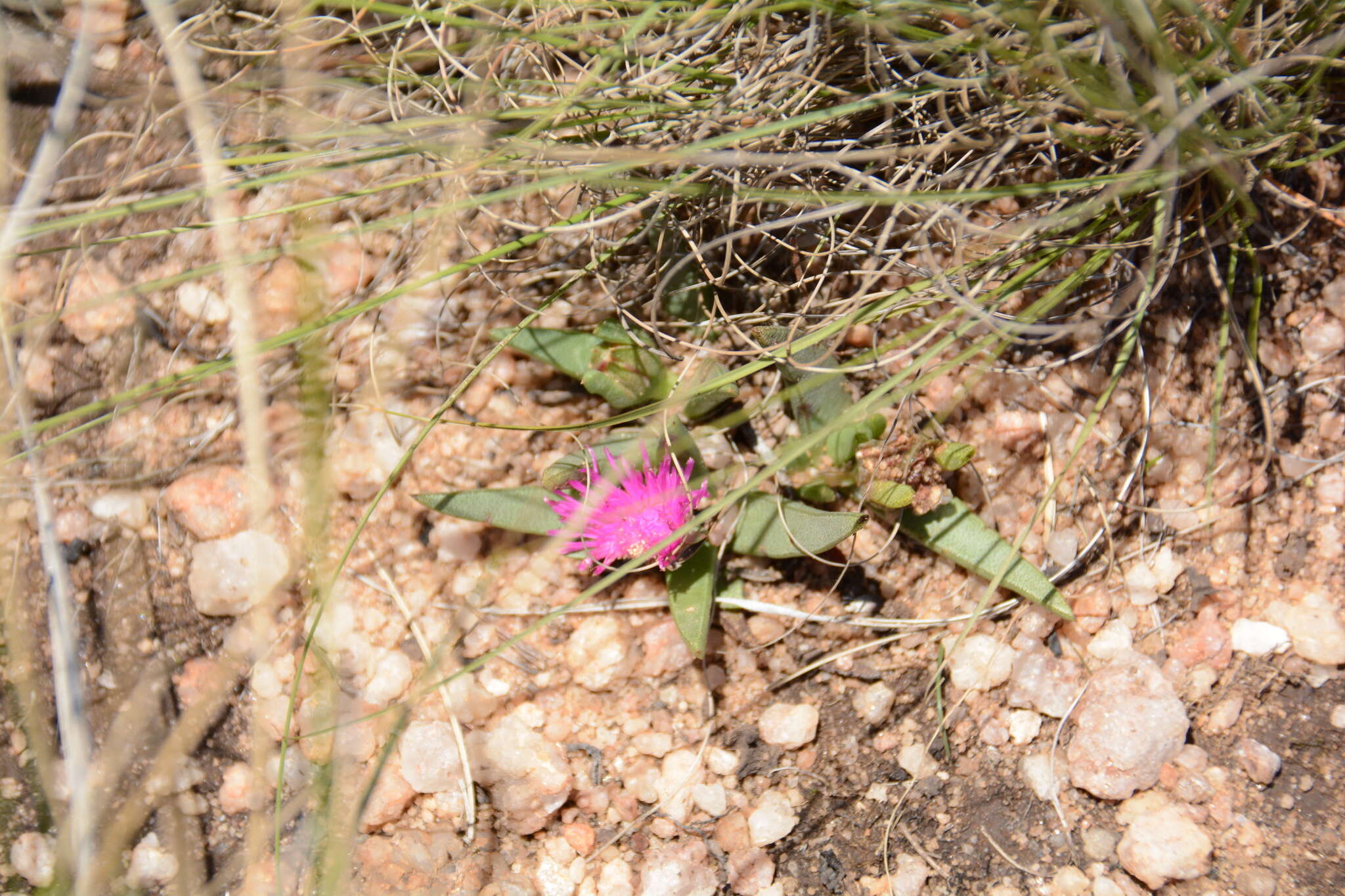 Image of Khadia acutipetala (N. E. Br.) N. E. Br.