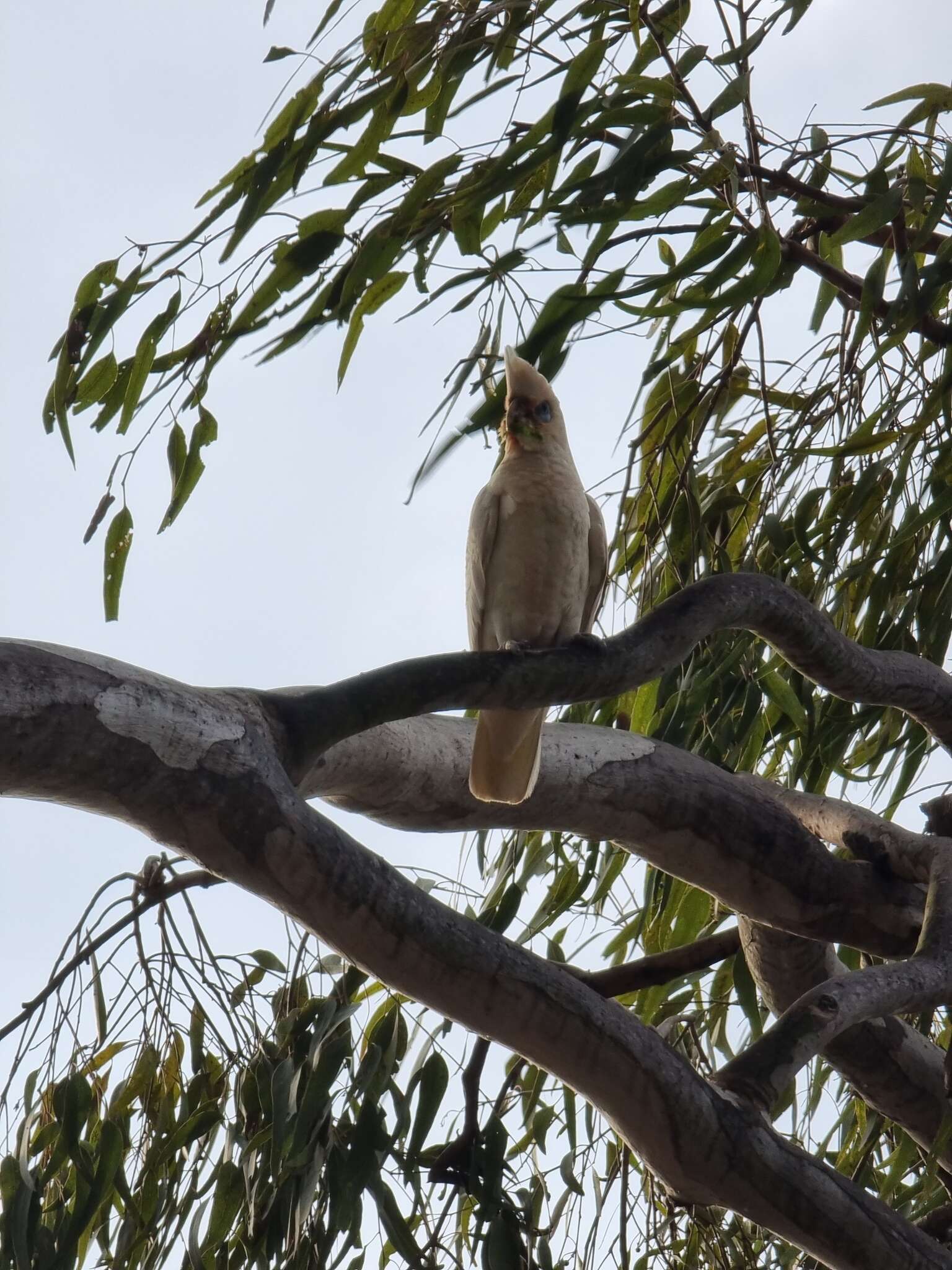 Image of Cacatua sanguinea gymnopis Sclater & PL 1871