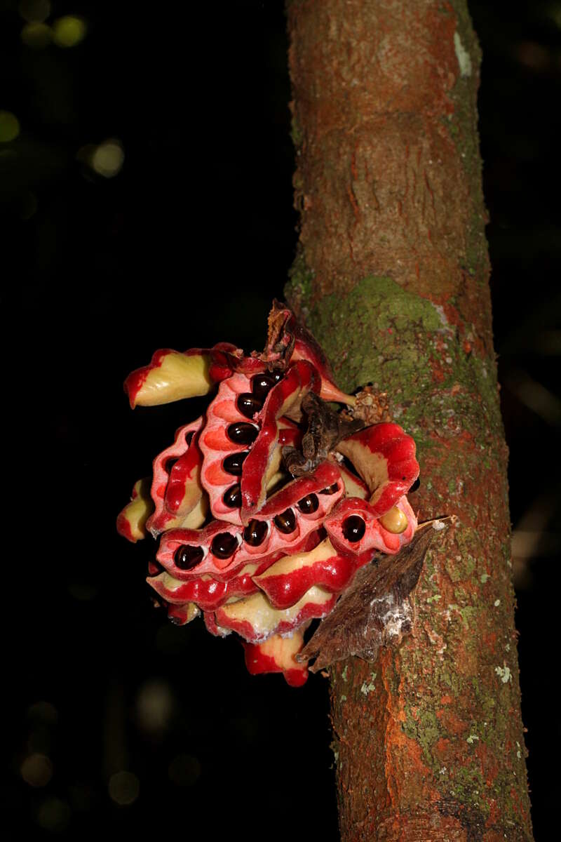 Image of Xylopia benthamii R. E. Fr.