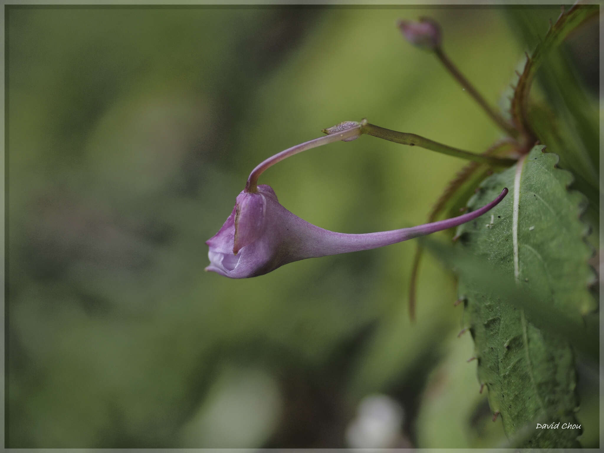 Image of Impatiens devolii T. C. Huang