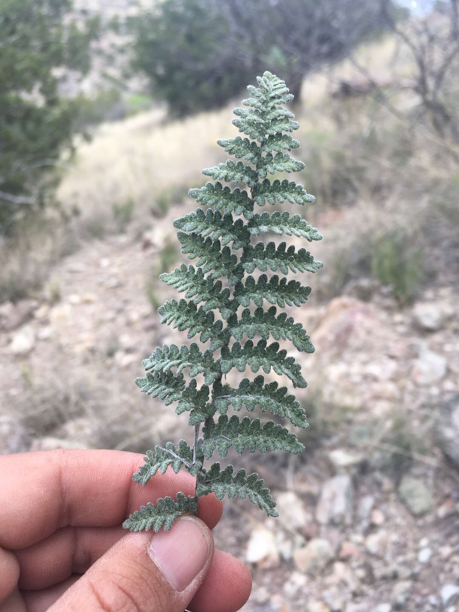 Image of Eaton's lipfern